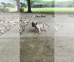 Puppy Tan collar Mastiff