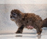 Small #5 Poodle (Toy)