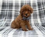 Axel - Male Cavapoo (Miniature) Puppy for Sale - Photo #5
