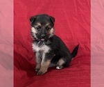 Small Photo #9 German Shepherd Dog Puppy For Sale in HOPEDALE, IL, USA