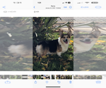 Small #3 Pembroke Welsh Corgi
