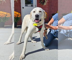 Great Pyrenees-Unknown Mix Dogs for adoption in Hamilton, MT, USA