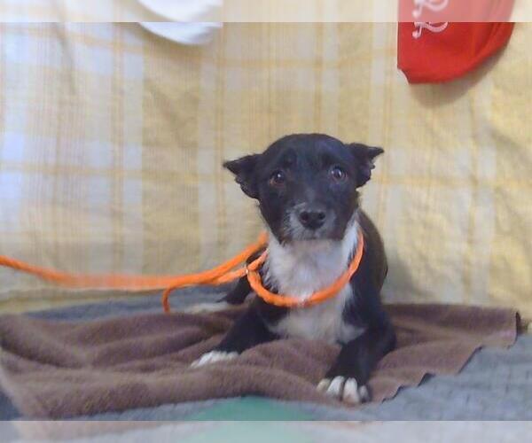 Medium Photo #1 Chihuahua Puppy For Sale in Sacramento, CA, USA