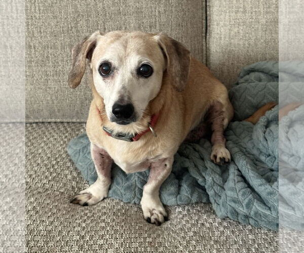 Medium Photo #2 Dachshund-Unknown Mix Puppy For Sale in Greenville, SC, USA