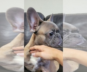 French Bulldog Puppy for sale in TALLAHASSEE, FL, USA