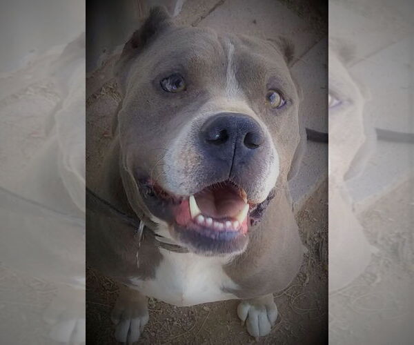 Medium Photo #2 American Pit Bull Terrier Puppy For Sale in Oro Valley, AZ, USA