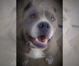 GEORGE - Male American Pit Bull Terrier Dog for Adoption - Photo #2
