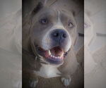 Small #1 American Pit Bull Terrier