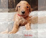 Small Photo #10 Goldendoodle Puppy For Sale in GEORGETOWN, IN, USA