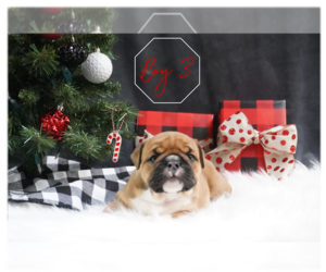 English Bulldog Puppy for sale in MASSILLON, OH, USA