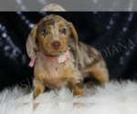 Puppy Roana Dachshund