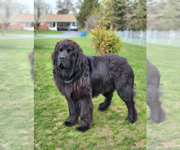 Medium Photo #1 Newfoundland Puppy For Sale in NEW HOLLAND, PA, USA