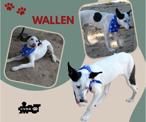 Medium Photo #3 Mutt Puppy For Sale in Lindsay, CA, USA