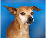 Small Chihuahua