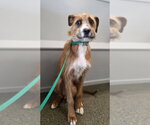 Small Photo #2 Boxador Puppy For Sale in Aurora, IN, USA