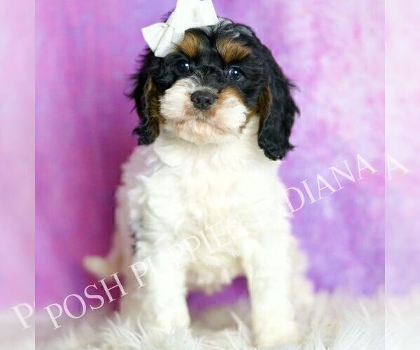 Medium Photo #35 Cavapoo (Miniature) Puppy For Sale in WARSAW, IN, USA