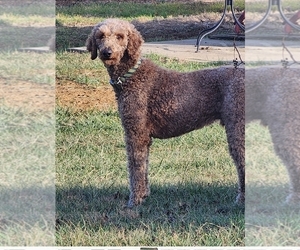 Father of the Goldendoodle puppies born on 12/07/2022