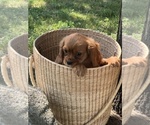 Small #2 Cavalier King Charles Spaniel