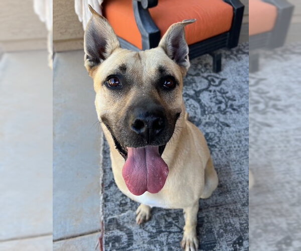 Medium Photo #2 Black Mouth Cur-Unknown Mix Puppy For Sale in phoenix, AZ, USA