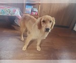 Small #5 Golden Retriever