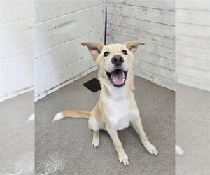 German Shepherd Dog Dogs for adoption in San Bernardino, CA, USA