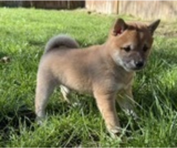 Medium Photo #6 Shiba Inu Puppy For Sale in SNOHOMISH, WA, USA