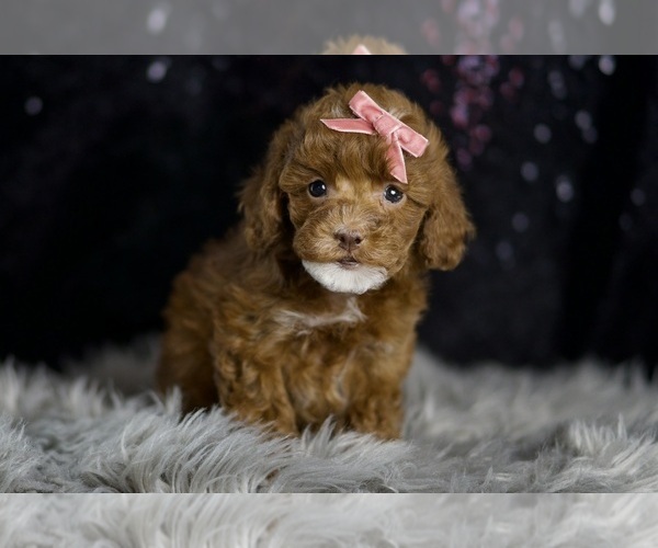 Medium Photo #122 Poodle (Miniature) Puppy For Sale in WARSAW, IN, USA