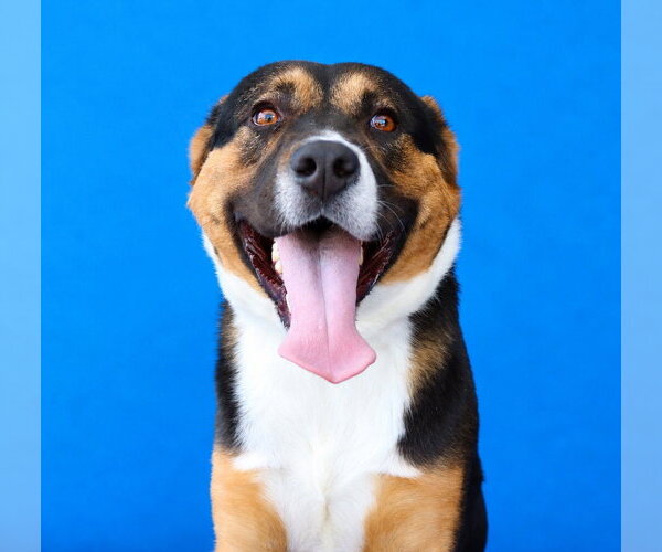 Medium Photo #1 Mutt Puppy For Sale in Pasadena, CA, USA