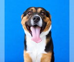 ABNER - Male Mutt Dog for Adoption - Small photo