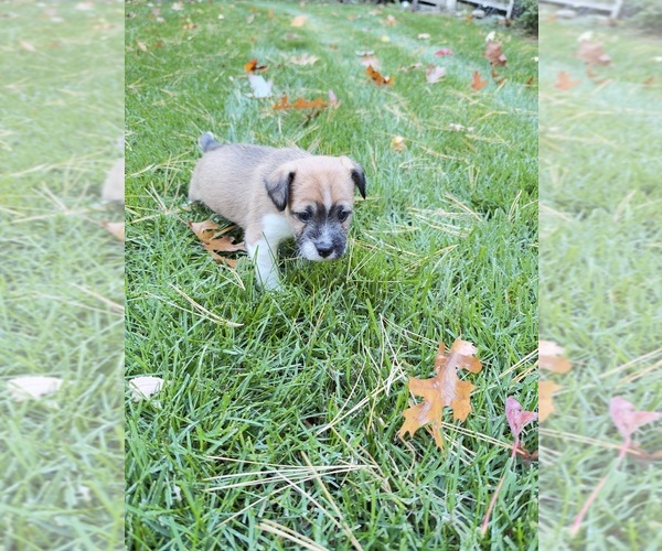 Medium Photo #1 Boston Terrier-Jack Russell Terrier Mix Puppy For Sale in LONDONDERRY, NH, USA