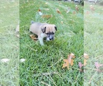 Puppy Milo Boston Terrier-Jack Russell Terrier Mix