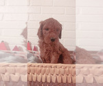 Small Photo #3 Goldendoodle Puppy For Sale in GIRARD, OH, USA