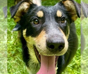 Sheprador Dogs for adoption in Bristol, CT, USA