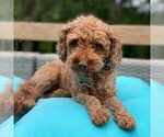 Small Photo #1 Cavapoo (Miniature) Puppy For Sale in MILLERSTOWN, PA, USA