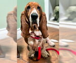 Small #3 Basset Hound