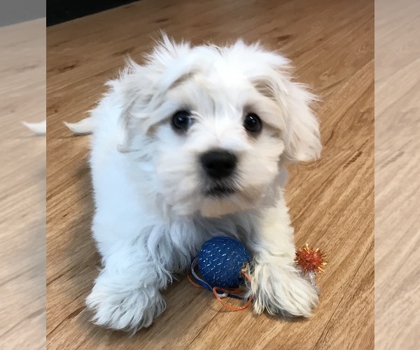 Medium Photo #5 Maltese Puppy For Sale in WOODSTOCK, CT, USA