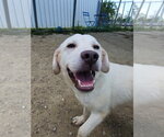 Small #1 Mutt