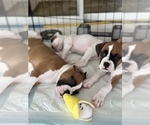 Small Photo #5 Boxer Puppy For Sale in DELTONA, FL, USA