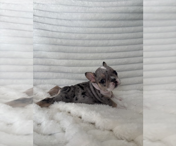 Medium Photo #2 French Bulldog Puppy For Sale in BLOOMINGTON, IN, USA
