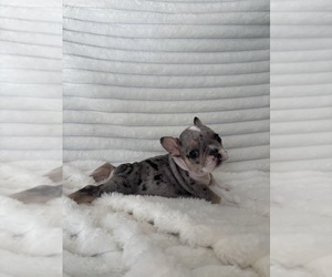 Medium French Bulldog