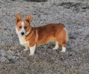 Father of the Pembroke Welsh Corgi puppies born on 06/15/2021