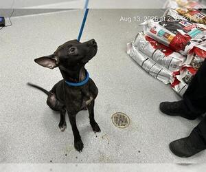 Staffordshire Bull Terrier-Unknown Mix Dogs for adoption in Ocala, FL, USA