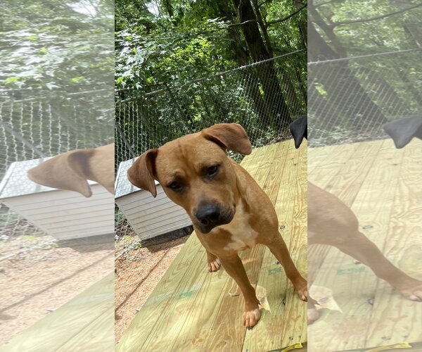 Medium Photo #1 Black Mouth Cur-Unknown Mix Puppy For Sale in Rockaway, NJ, USA