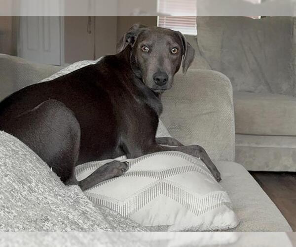 Medium Photo #1 Unknown-Weimaraner Mix Puppy For Sale in San Antonio, TX, USA