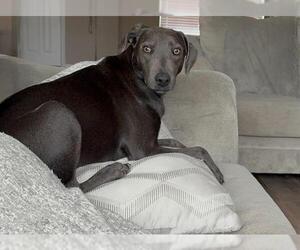 Unknown-Weimaraner Mix Dogs for adoption in San Antonio, TX, USA