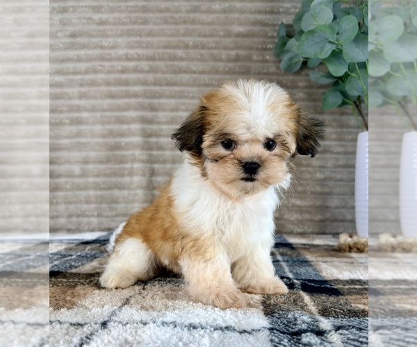 Medium Photo #5 Mal-Shi Puppy For Sale in GREENFIELD, IN, USA