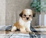 Small #4 Mal-Shi