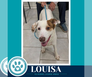 Louisa 100326 - Female Lab-Pointer Dog for Adoption - Photo #2