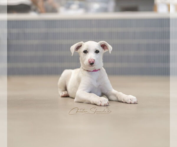 Medium Photo #6 Mutt Puppy For Sale in Marina Del Rey, CA, USA