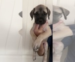 Puppy Fawn Mastiff